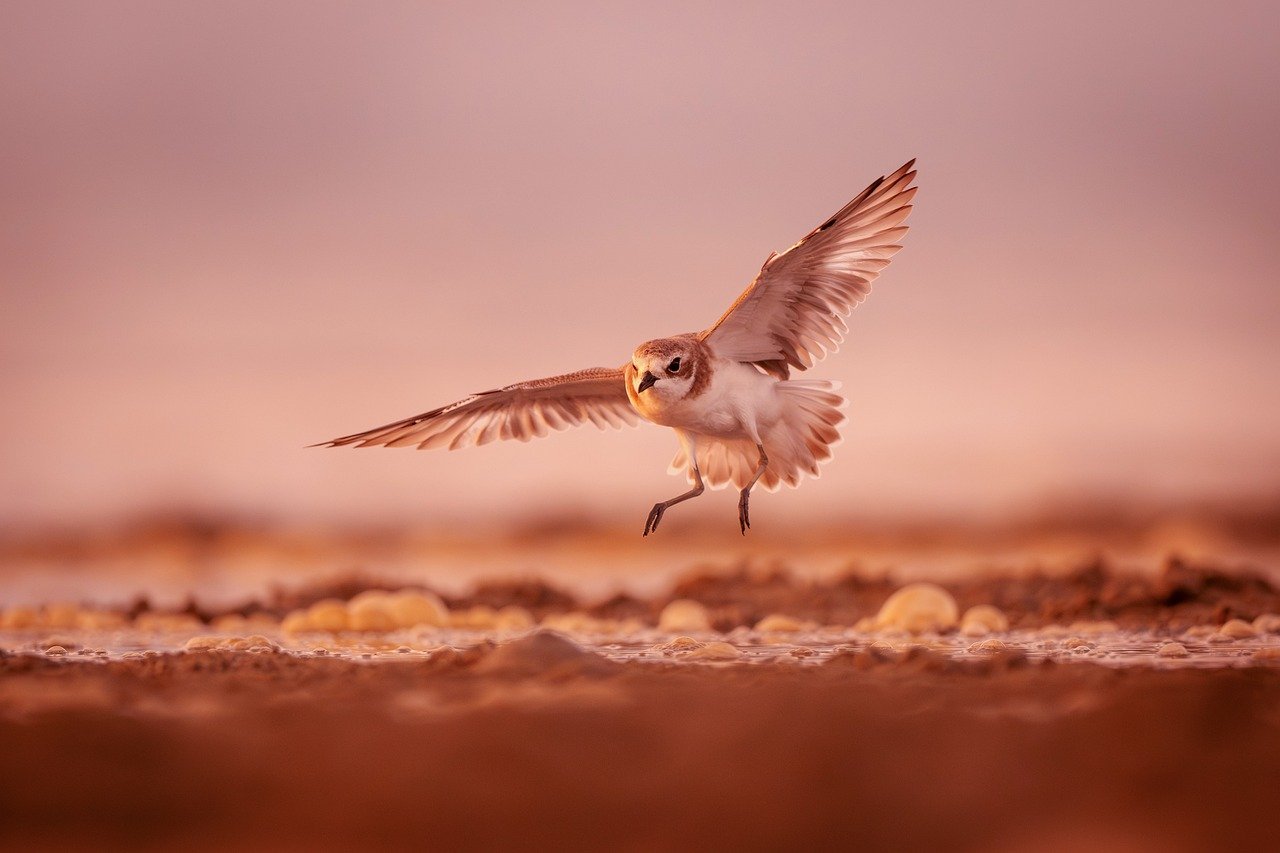 [Paper Review] Explainable and coherent complement recommendation based on large language models