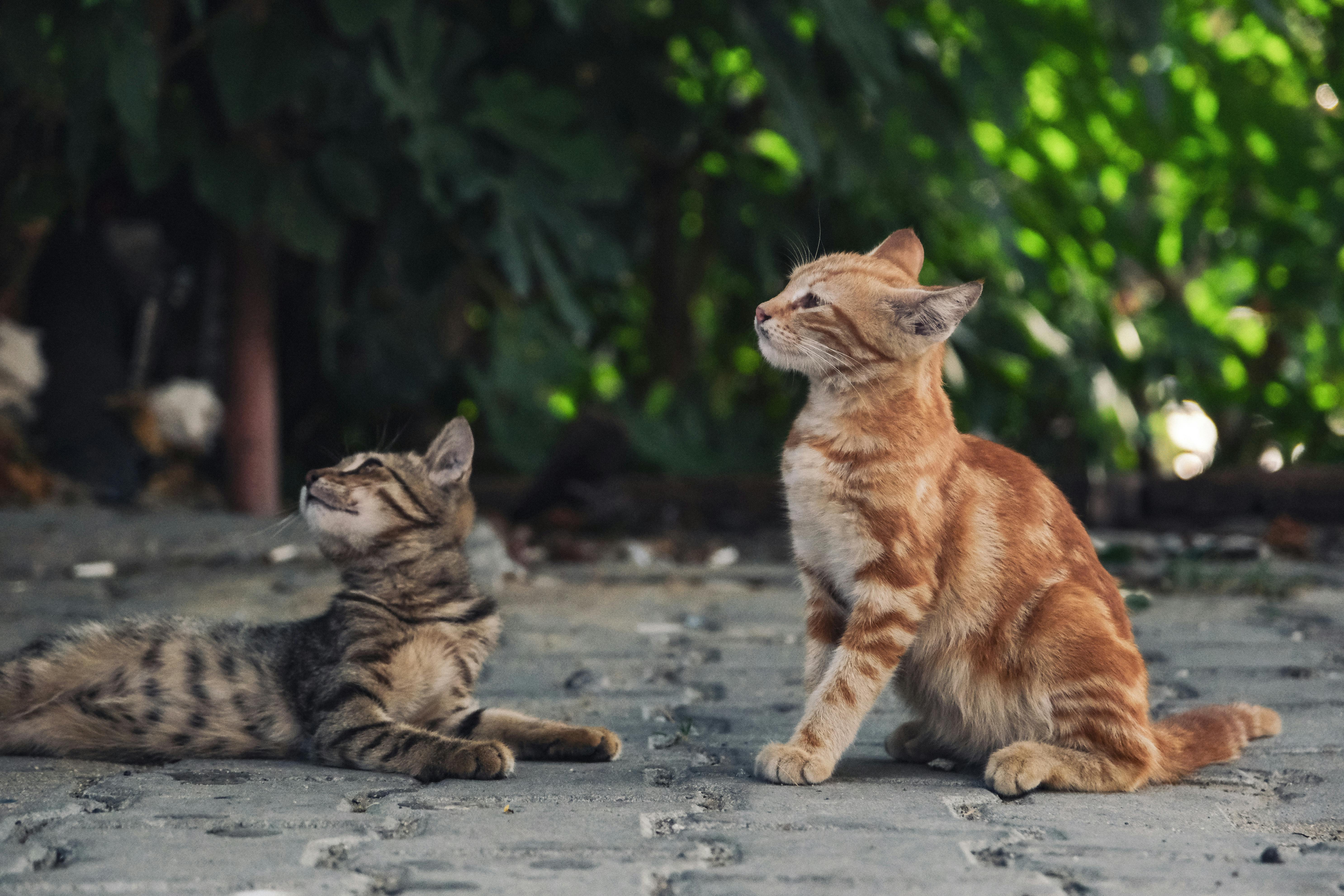 [Paper Review]GLocal-K: Global and Local Kernels for Recommender Systems